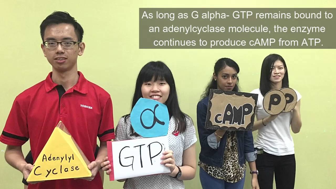 GPCR cAMP Cell Signaling Pathway Group A Jan2016