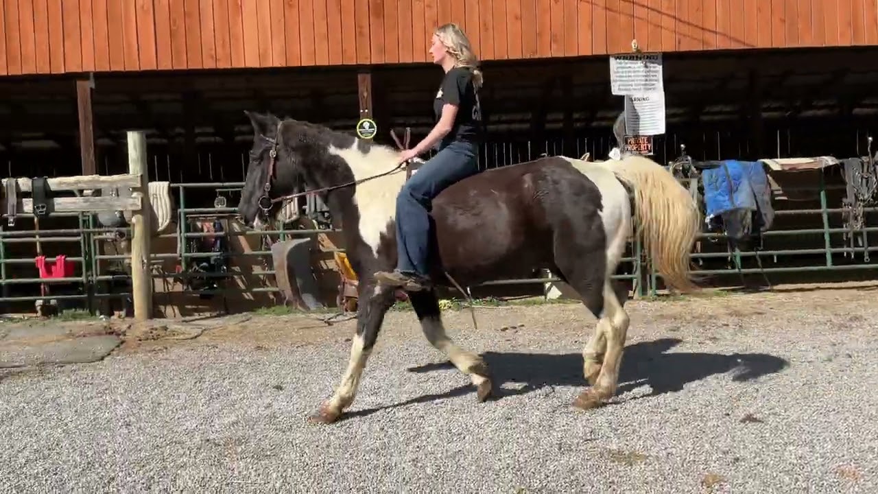 38- spotted TWH mare 15yr old 15.2h $975+40 coggins deadline 2/27/26