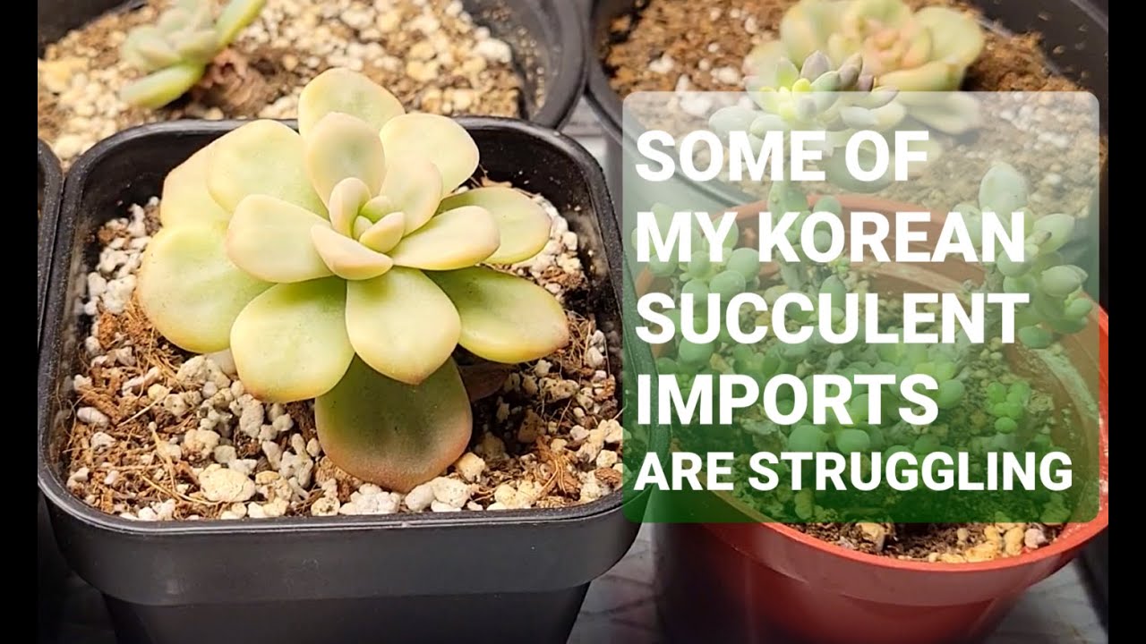 #85 KOREAN SUCCULENT ECHEVERIA LAUI SAVED FROM ROT UPDATE