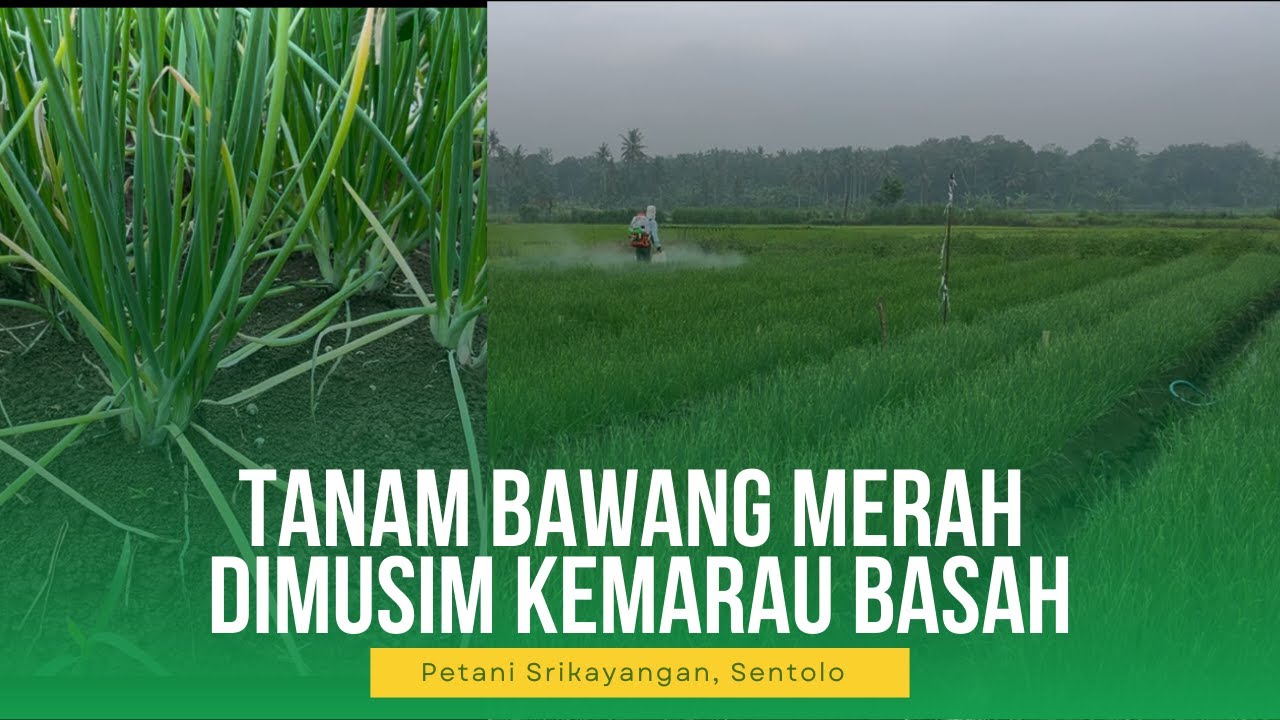 Budidaya bawang merah dimusim kemarau basah!!!