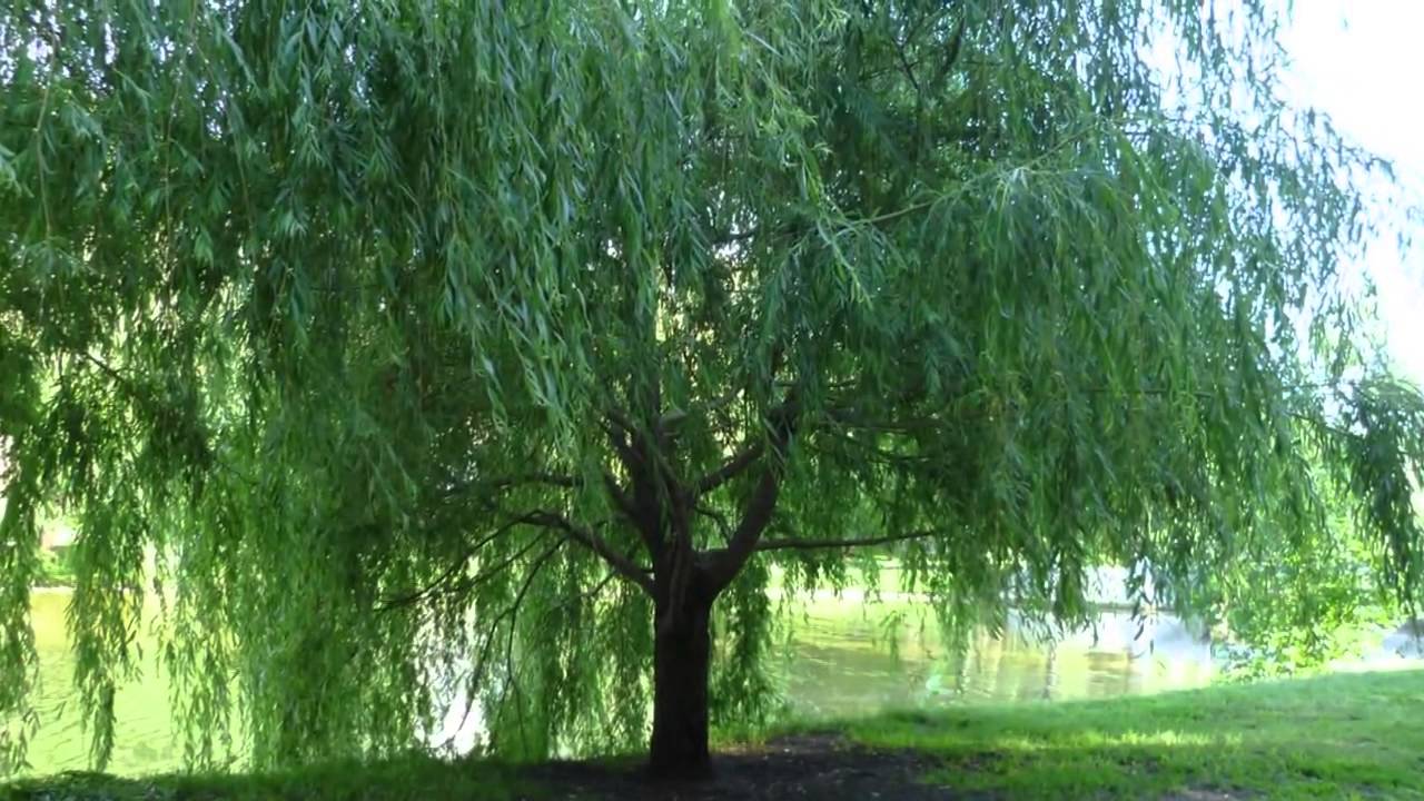 Ասում են ուռին