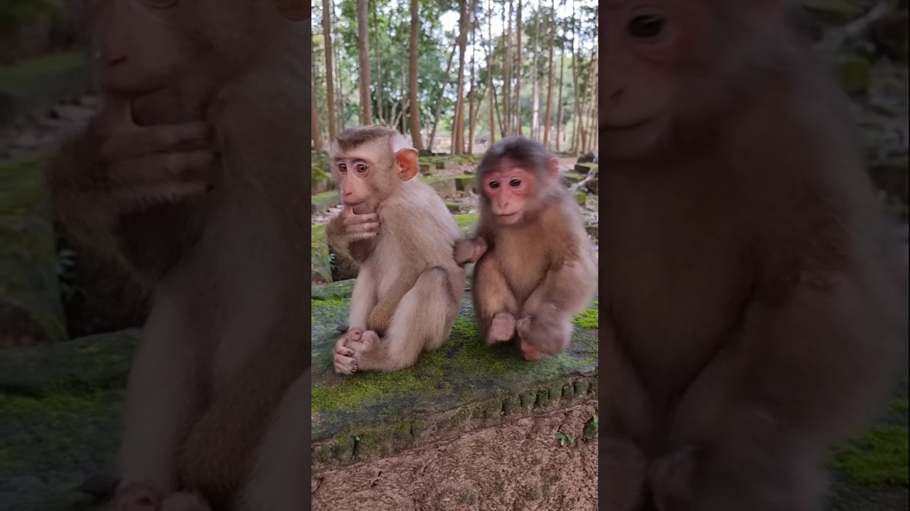 Cute Baby Monkey Drink With Juice