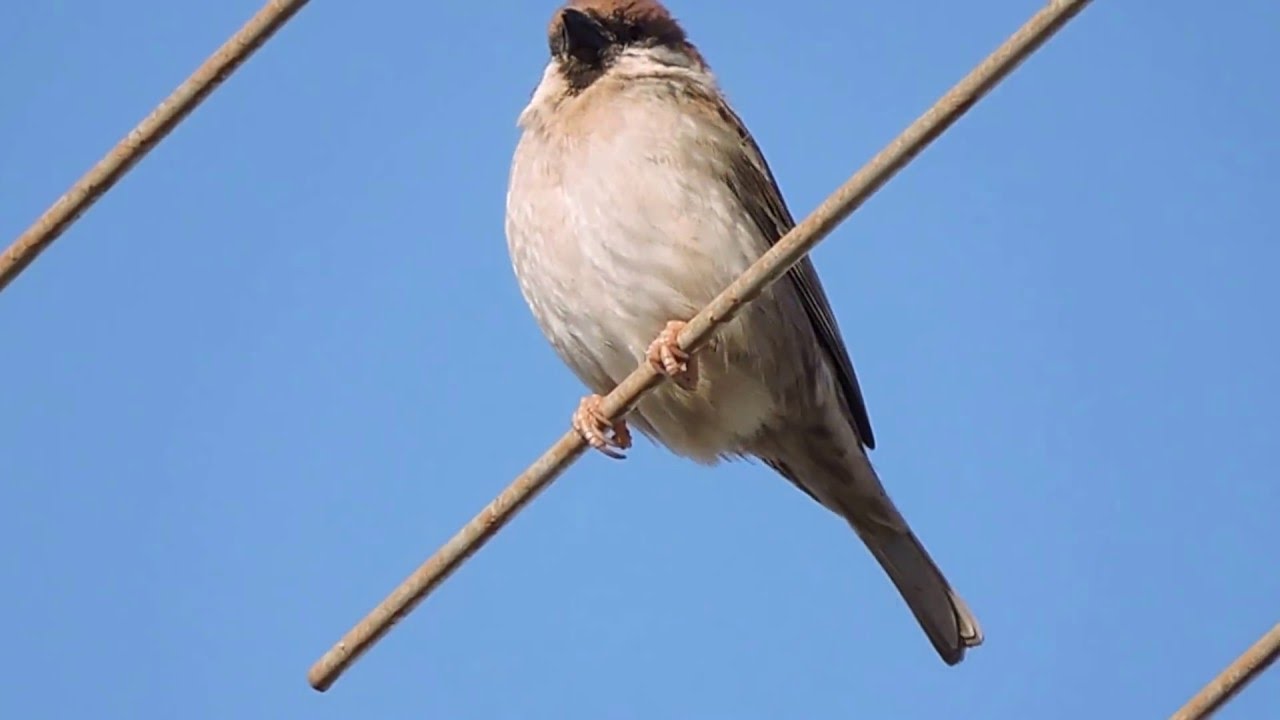 Eurasian Tree Sparrow, Passera mattugia (Passer montanus)