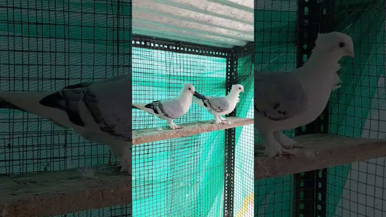 Satinet pigeon #kabutar #bird #shortvideo #viralvideo
