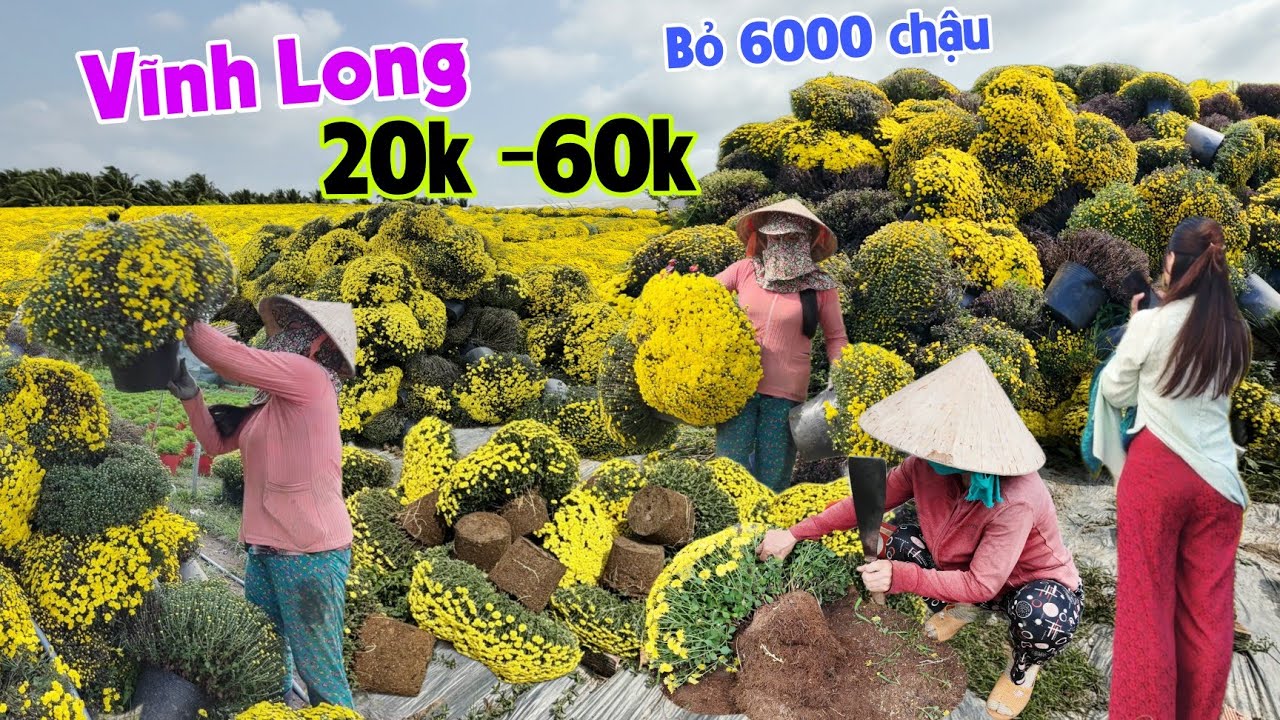 Vĩnh Long: Bông tết chất đống Cúc Mâm Xôi chưa từng có bỏ 6000 chậu rồi