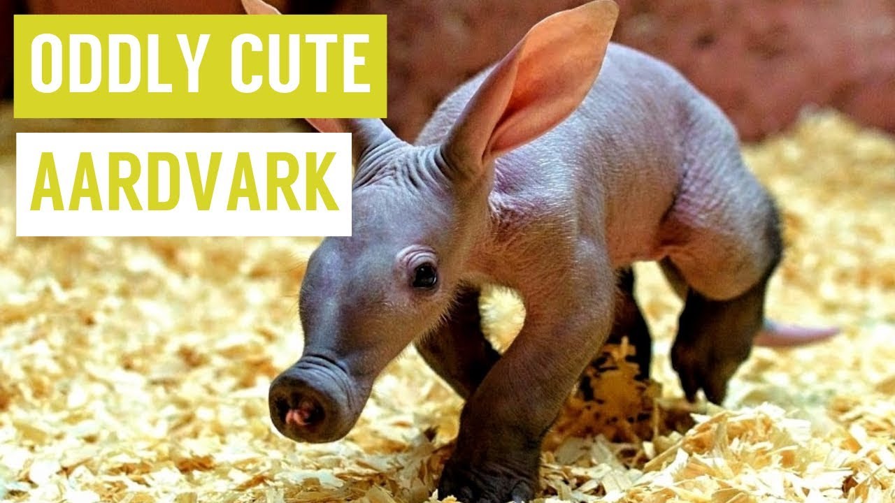 Baby AARDVARK are Oddly Cute Compilation!