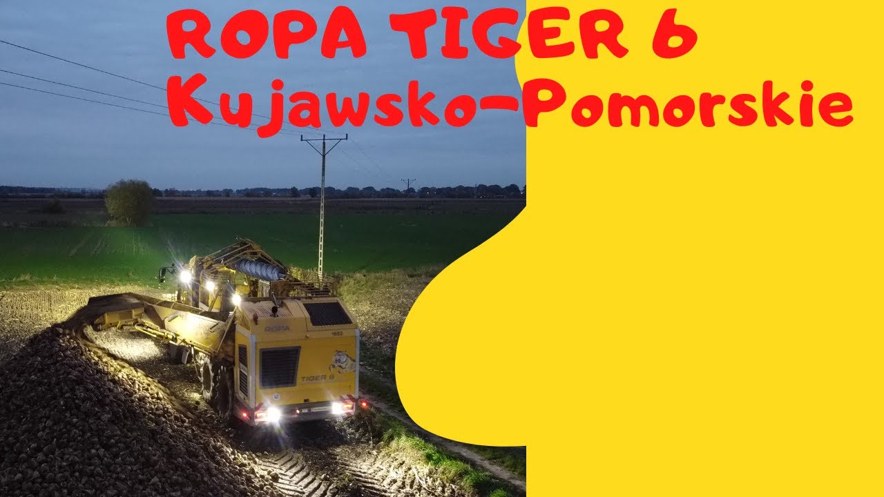 Ropa Tiger 6 Kopanie Buraków #Rolnictwo Kujawsko-Pomorskie