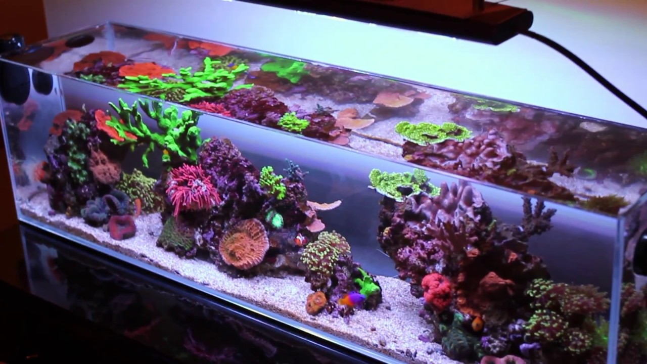 Mr Aqua 12 Gallon Long - Aquarium Upgrade Update