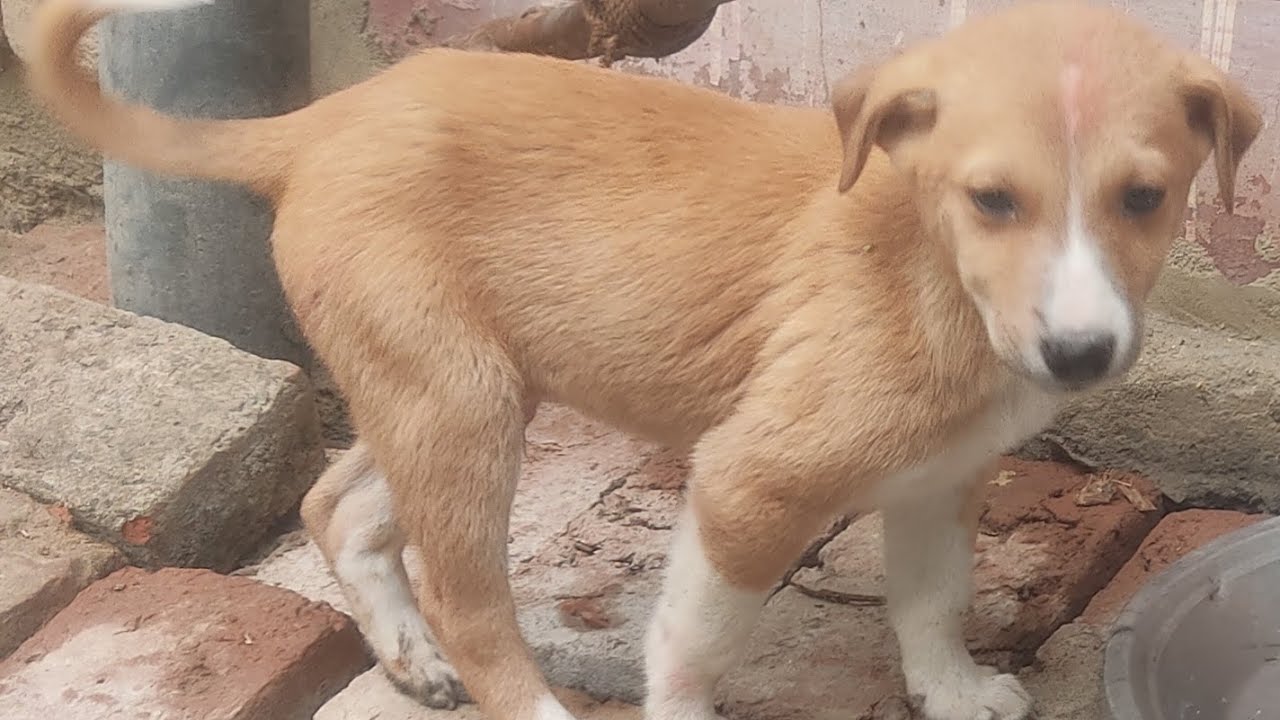 Street dog 🐶🐕💜💚......Kya aapke yaha bhi h itne pyaare bacche #street dog#animal lover#animal video 