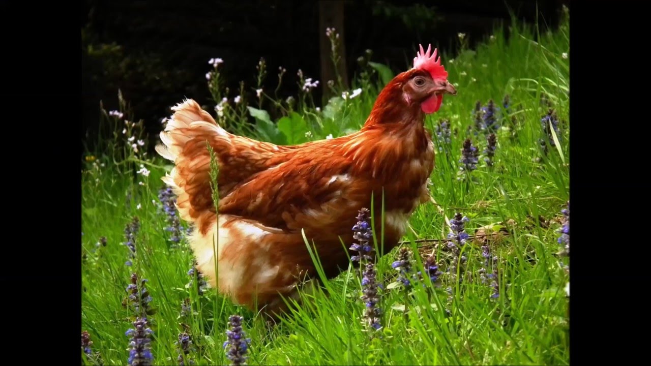 H&uuml;hnermist als D&uuml;nger im Garten