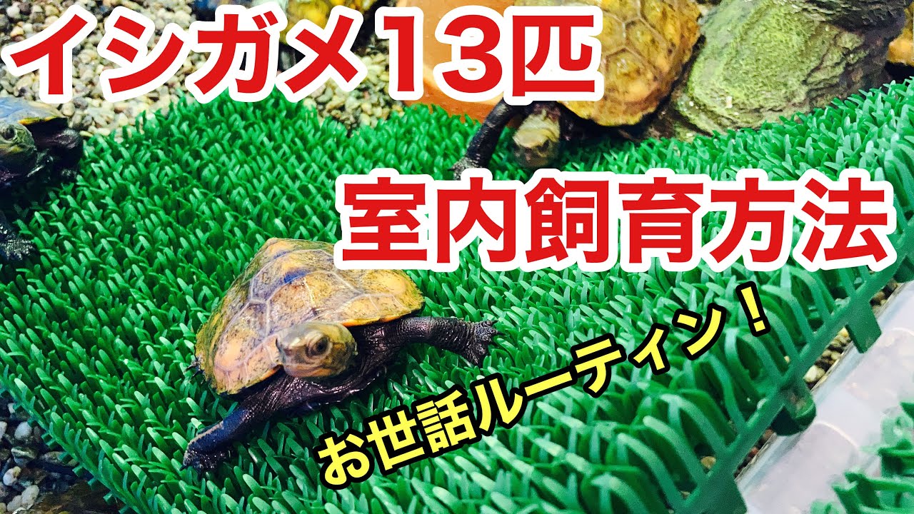 簡単イシガメベビー飼育、1日の流れをご紹介！