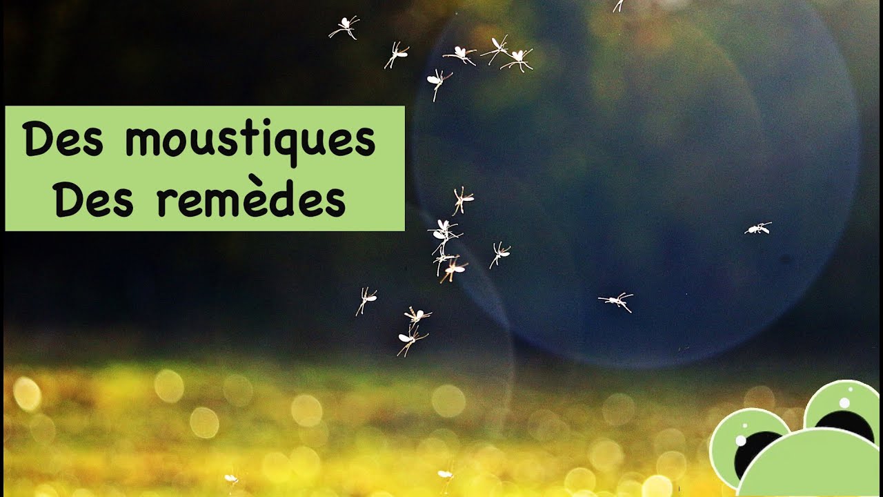 Trop de moustiques autour du bassin ?