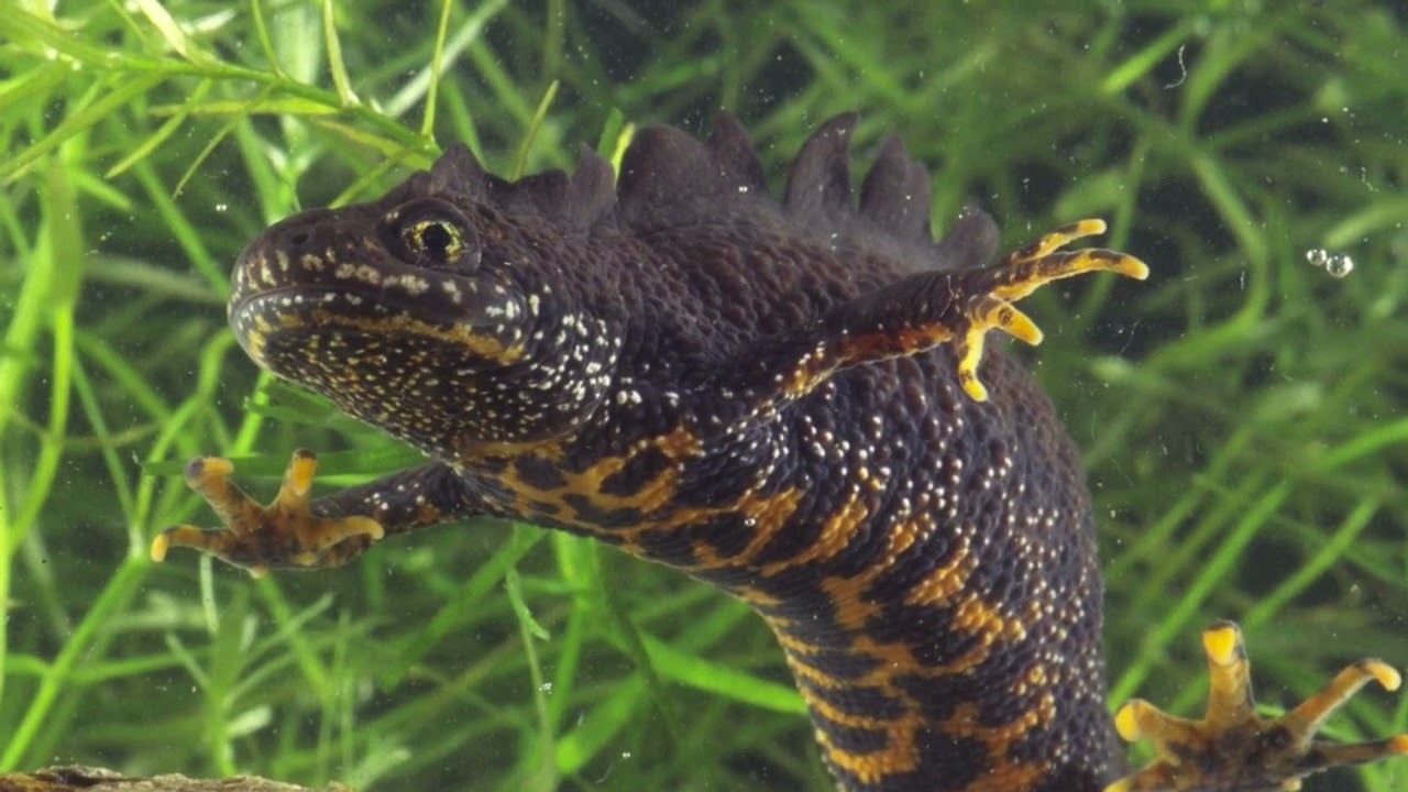 Another pond digging project for Heidi