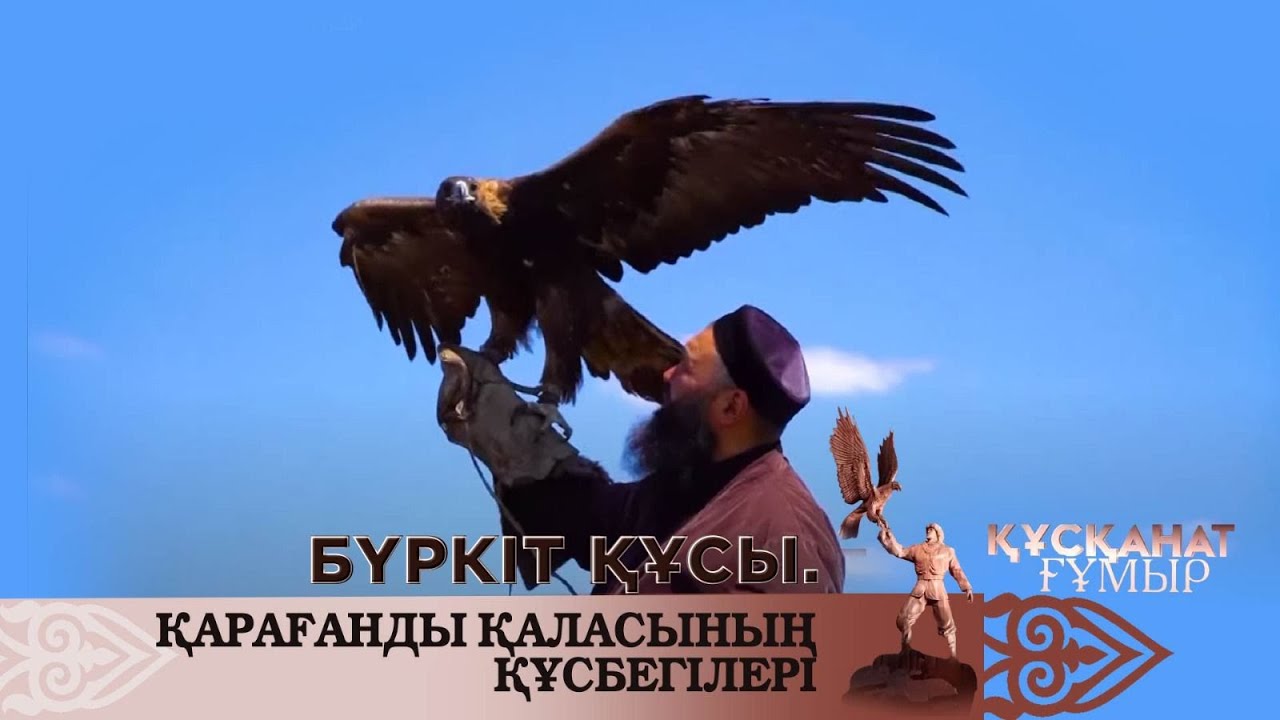 Бүркіт құсы. Қарағанды қаласының құсбегілері. «Құсқанат ғұмыр»