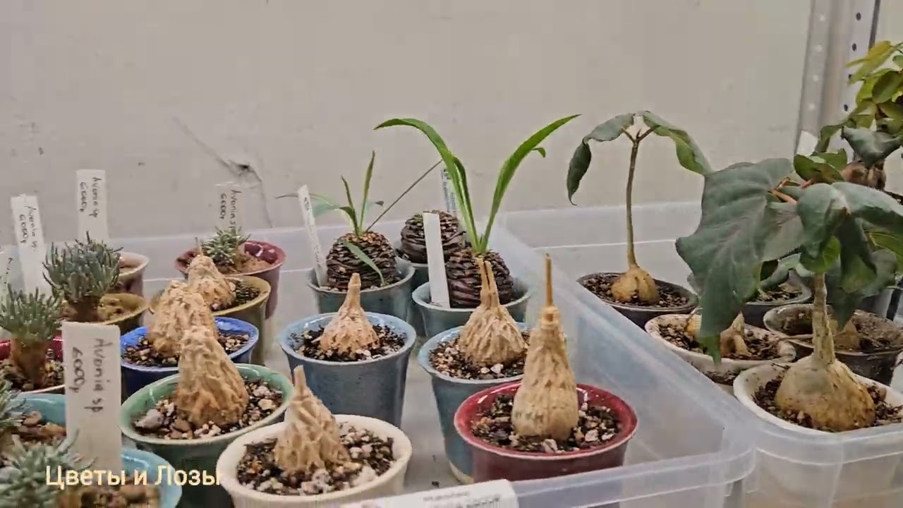 Выставка GREENRARE  14-15 марта🔥