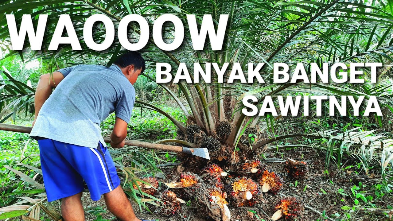 panen sawit buah banyak ppks 239 // sawit buah pasir
