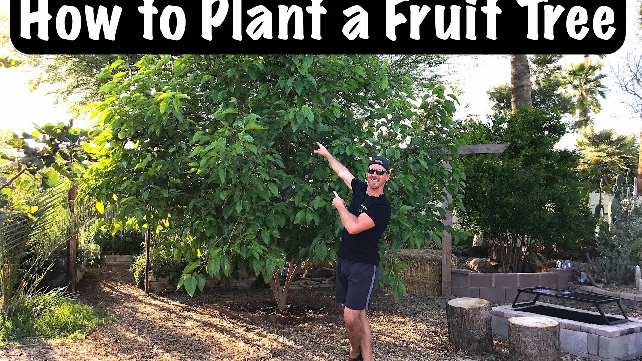 Gardening for Beginners - How to Sucessfully Plant a Fruit Tree in Your Backyard
