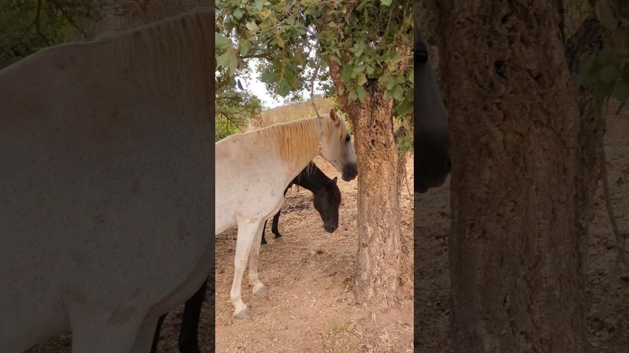 September flies 🪰 #thedailyherd #holistichorse #breathedeep  #nomusicjustnature #meditationmoments