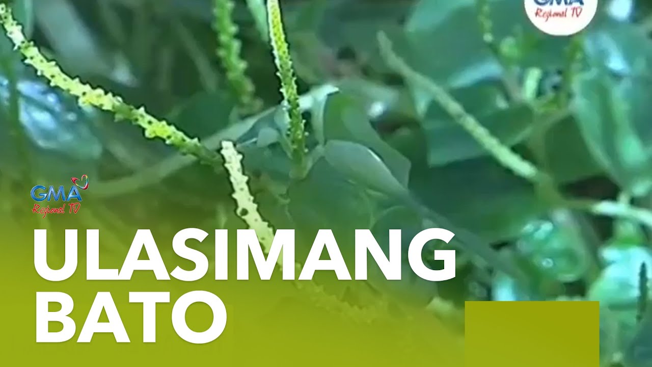 Balitang Amianan: 'Ulasimang Bato' | GMA Regional TV Presents