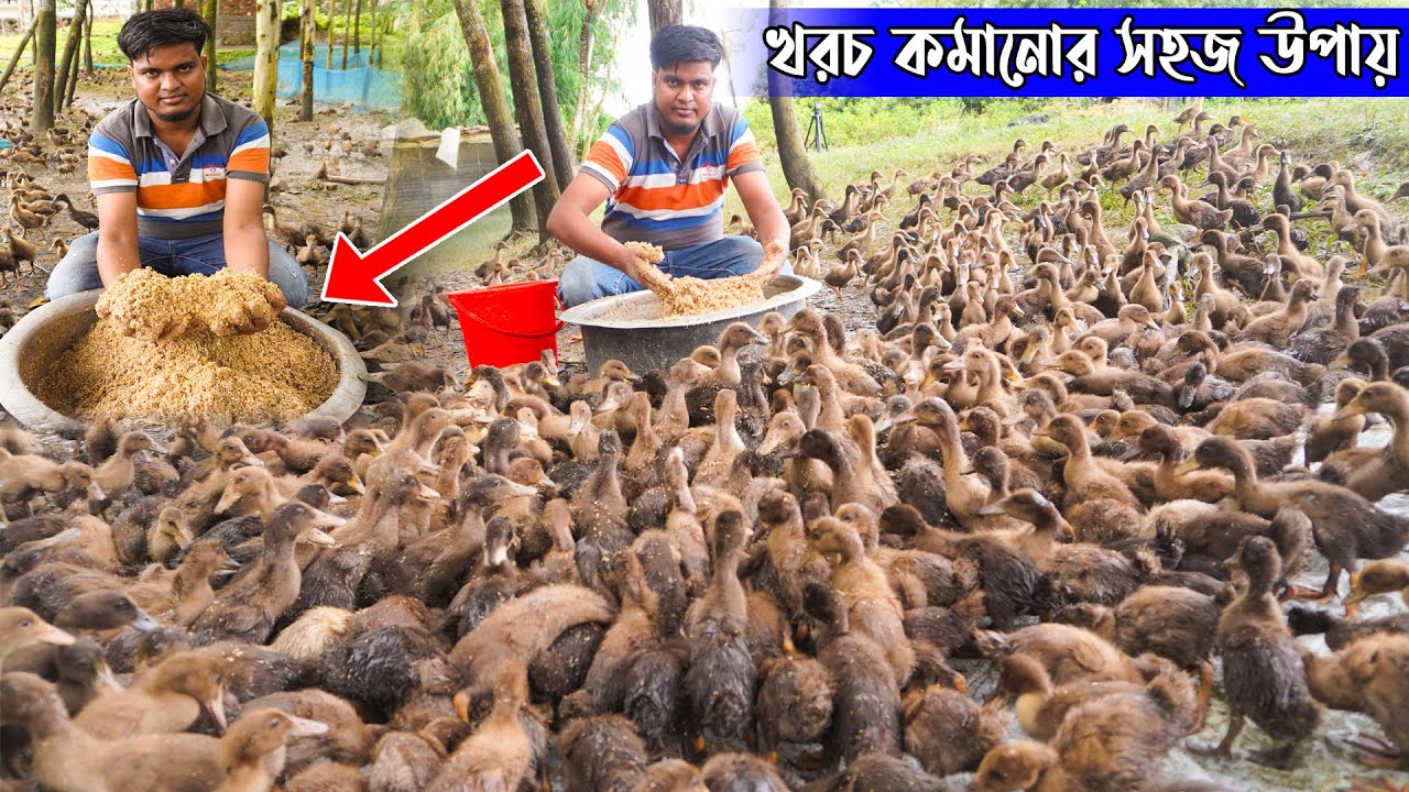 খামারের খরচ কমানো যায় যেভাবে | হাঁসের খাবার খরচ কমিয়ে লাভবান হন  | Duck farming | Khamar Bangla 24.