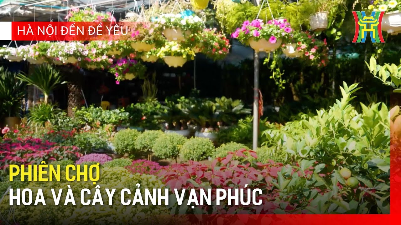 Phiên chợ hoa và cây cảnh Vạn Phúc | Hà Nội đến để yêu