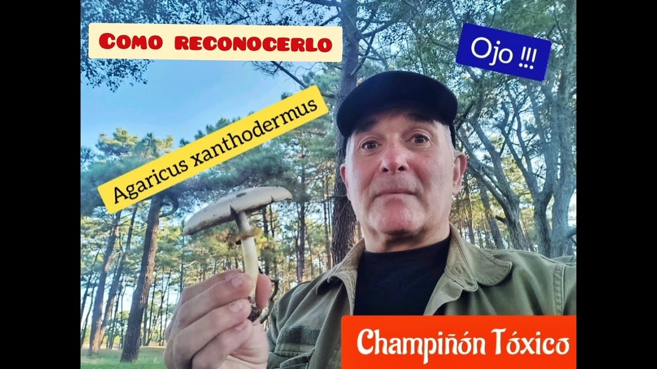 CHAMPIÑÓN TÓXICO (Agaricus xanthodermus) FÁCIL DE RECONOCER