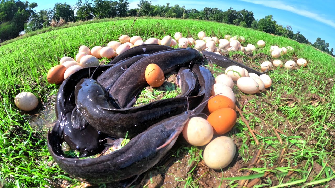 wow amazing fishing, catch a lot of fish in water and pick duck eggs in rice field