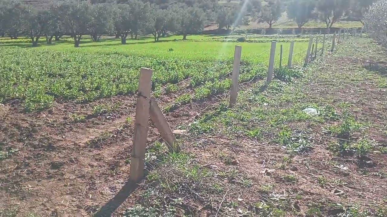 07/02/2025/قطع ارضيه ملكيه عدليه مساحتها 500 م فيها 6 الزيتون ثمنها 3 مليون 0666467992
