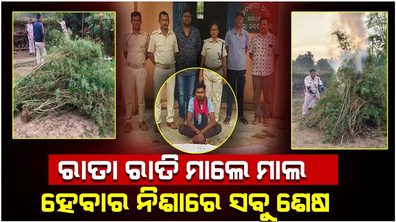 ରାତା ରାତି ମାଲେ ମାଲ ହେବାର ନିଶାରେ ସବୁ ଶେଷ   || Odisha Halchal