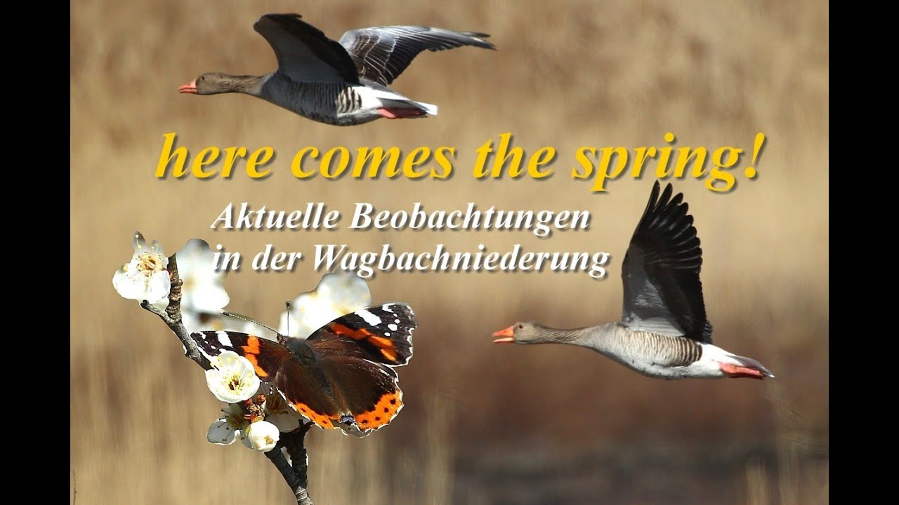 Hier kommt der Frühling! Wagbachniederung: Gänse Enten Schmetterlinge Bienen. Here comes the spring