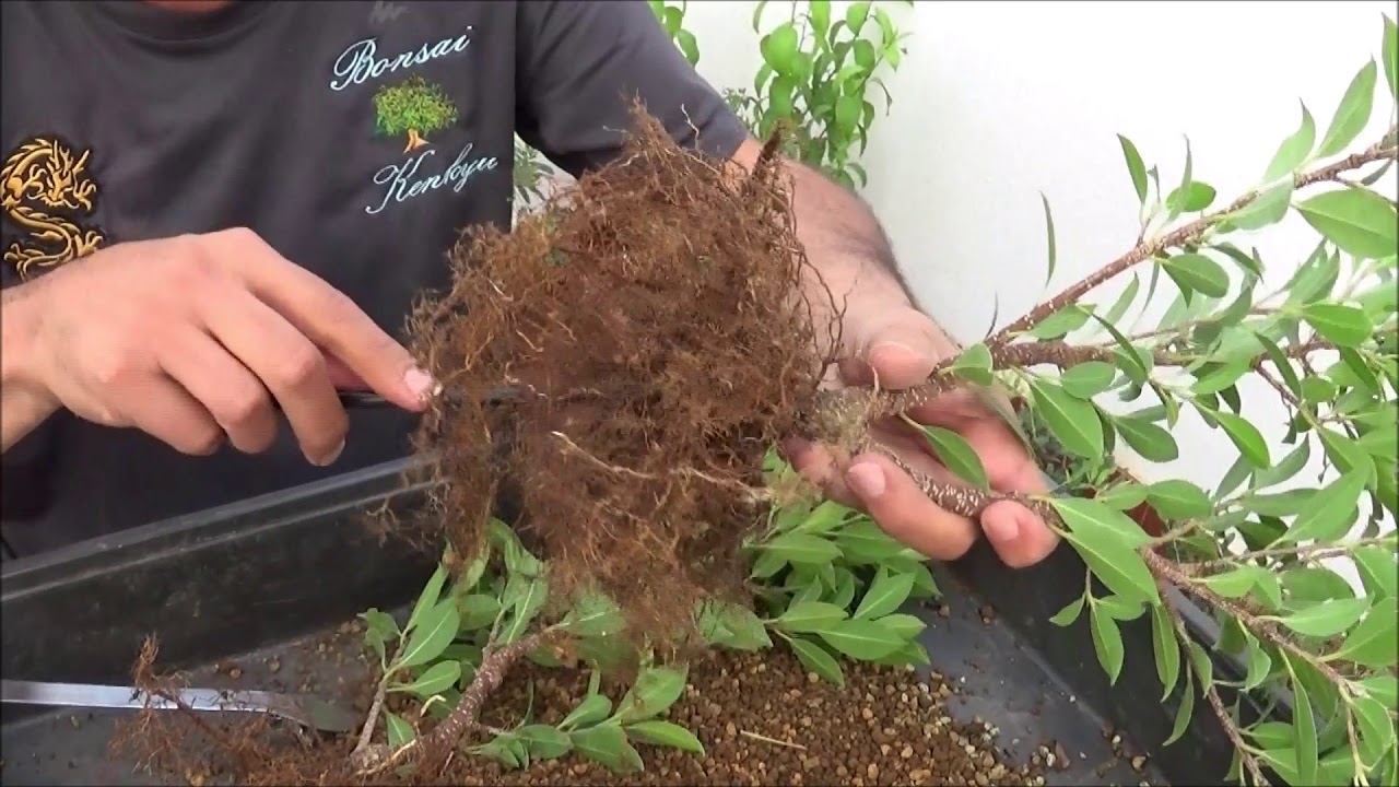 Nuevo bonsai por fusion a partir de esquejes