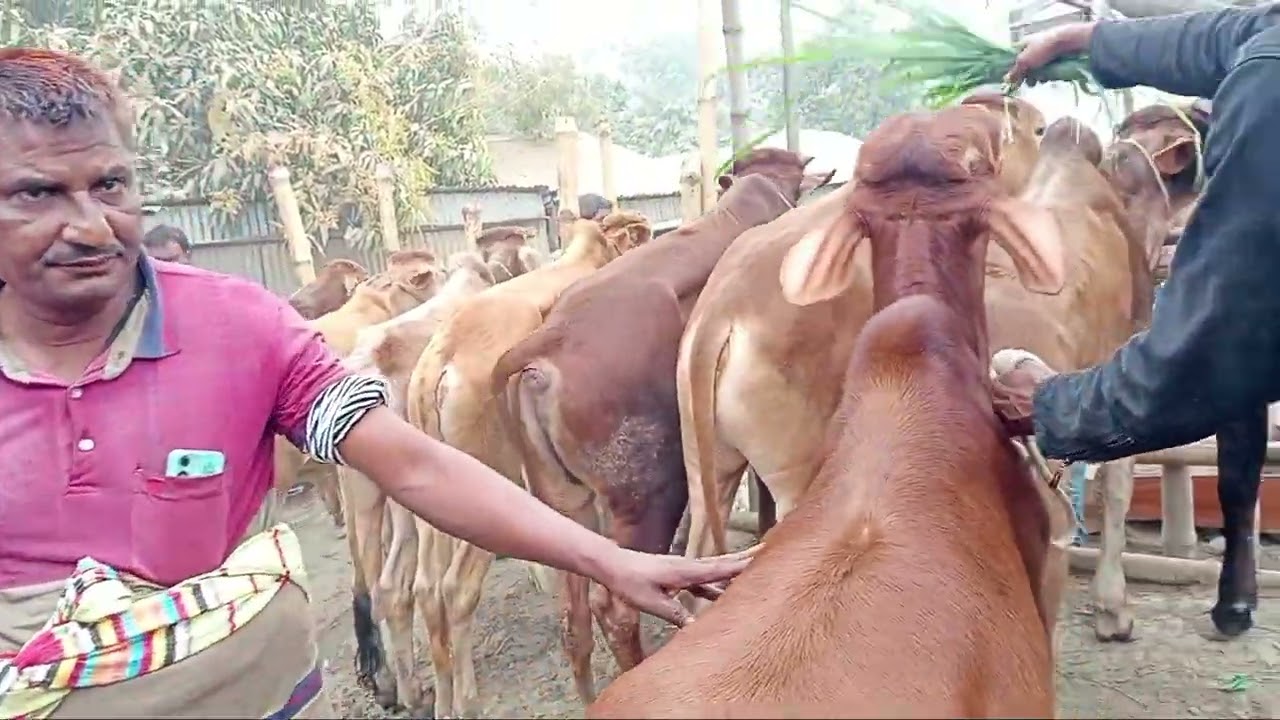 হঠাৎ আমদানি ভরপুর শাহীওয়াল জাতের ষাঁড় বাছুর গরুর😱আরিচা গরু হাট#cow 