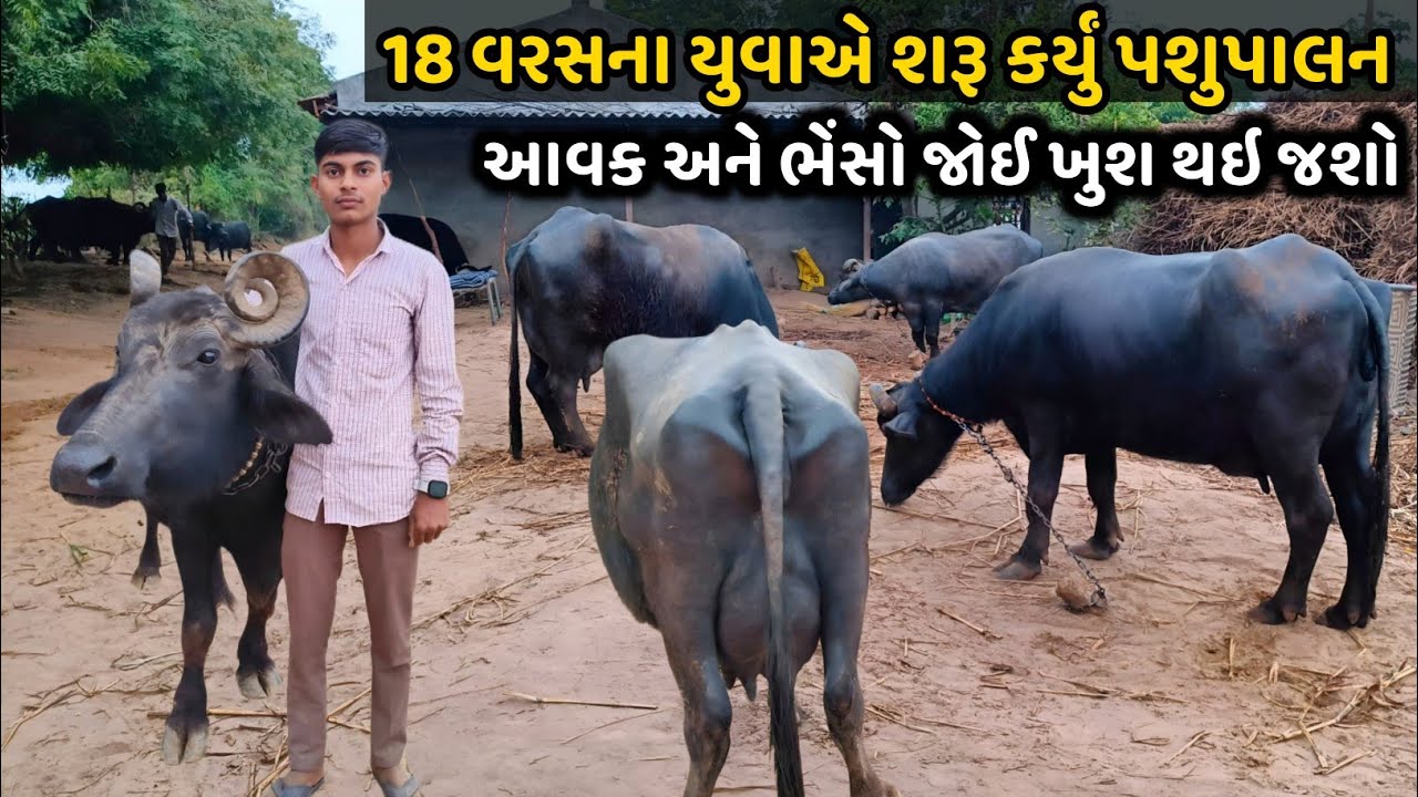 18 વર્ષનો અંકિત ઠાકોર… ગામનો છોકરો બને છે Milk Crorepati!.Student to Milk Millionaire.