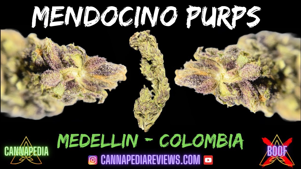 Mendocino Purps Strain Review - Cannabis Medellin, Colombia - Cannapedia