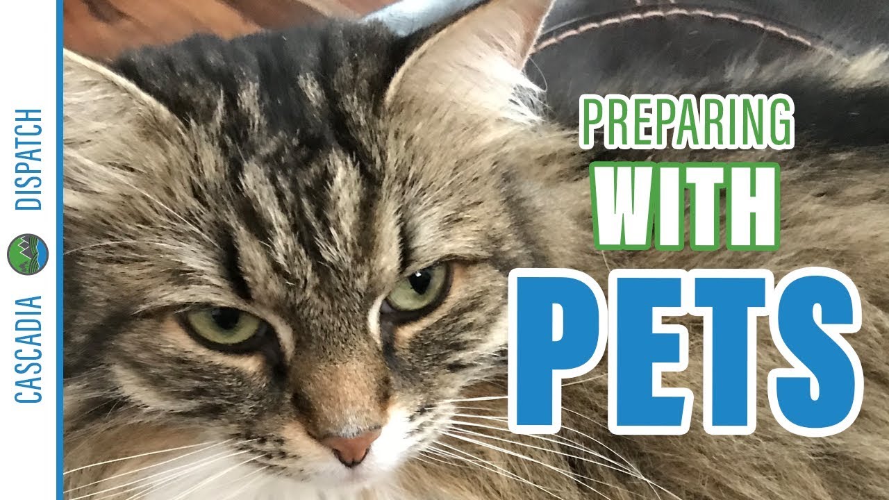 Preparing with Pets | Pet Preparedness Month | Prepping for Non-Preppers #BetterPrepared