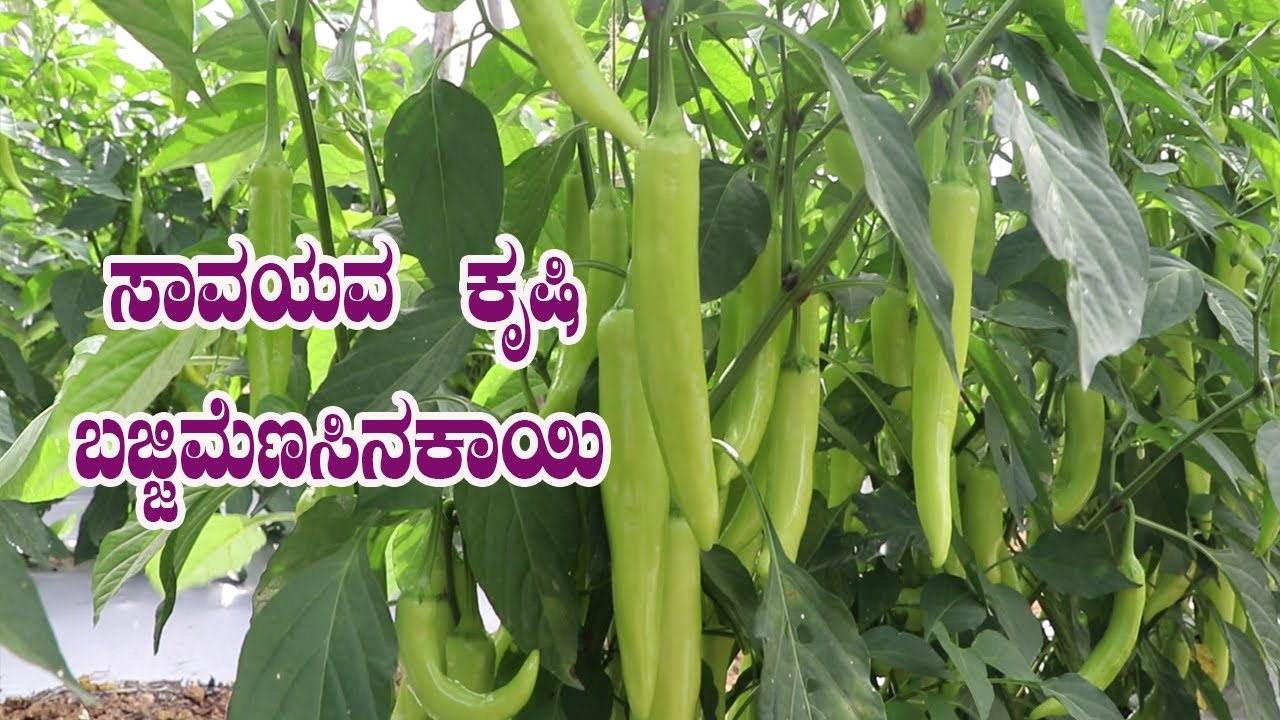 ಬಜ್ಜಿಮೆಣಸಿನಕಾಯಿ ಕೃಷಿಯಲ್ಲಿ ಡಾ.ಸಾಯಿಲ್ ಬಳಕೆ ||Bajji Chilly results ||Dr.soil Organic Farming