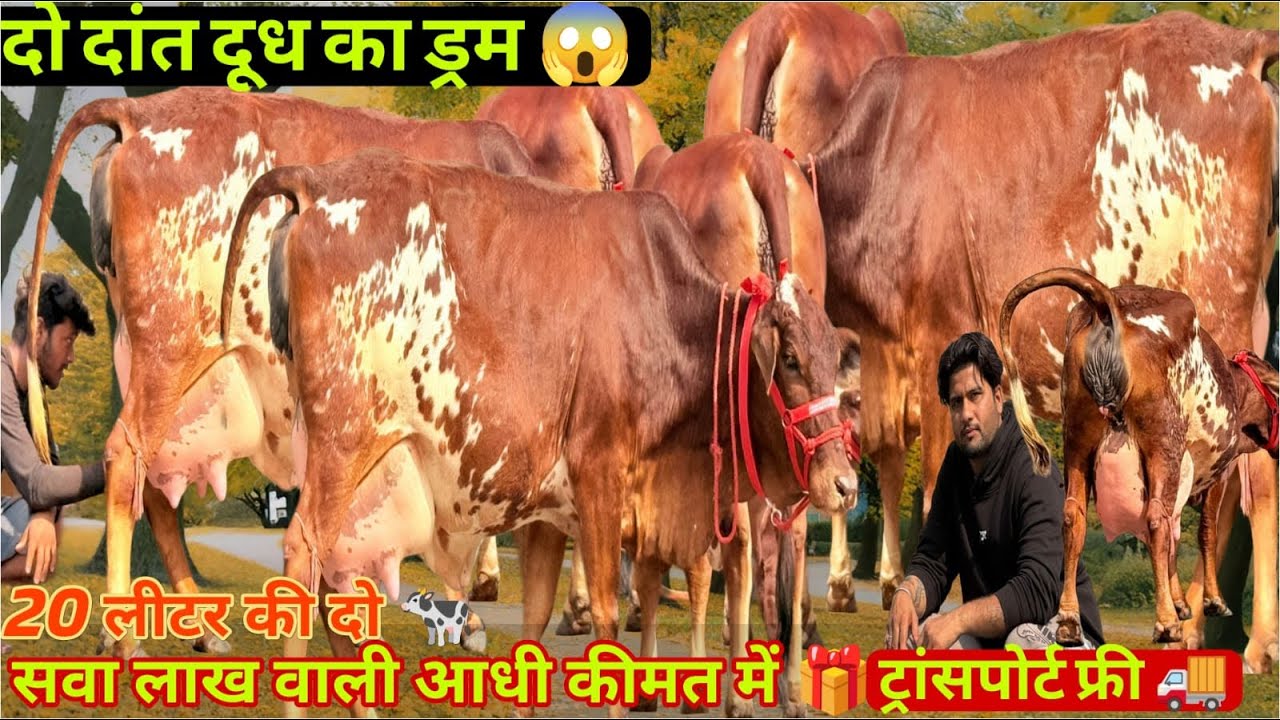 20milk👌 चैंपियन राठी दो दांत 🎁 दूध का ड्रम 🎉 हर रोज नहीं मिलती है ऐसी 🫵 पहले आओ पहले पाओ