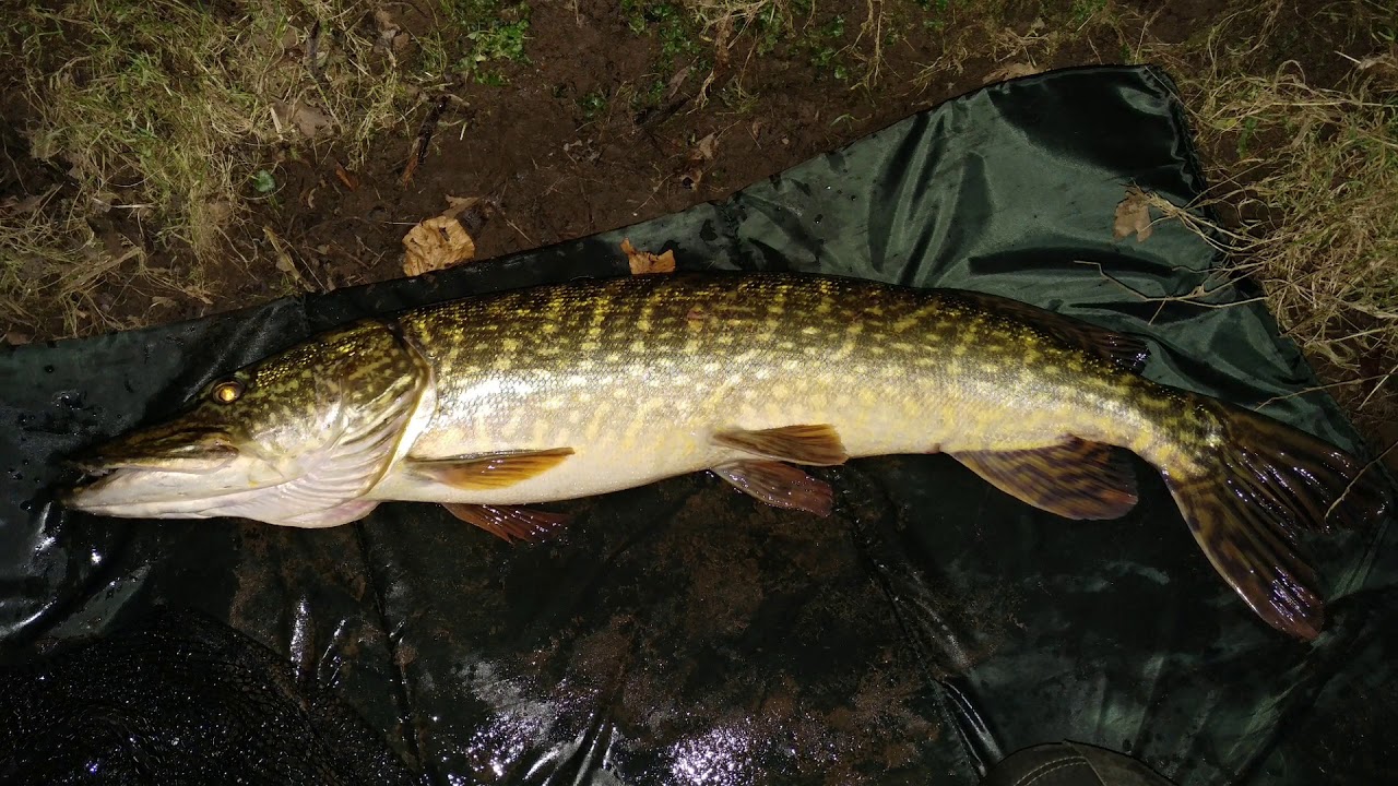 River Tees at dusk - Best looking 12lb Pike I've ever caught and my first double January 28th 2017