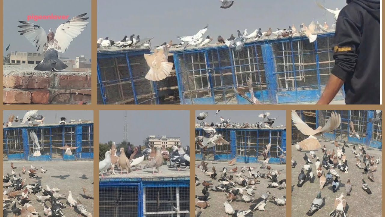 “SubhanAllah! Itne Pyare Rangeen KabSubhan“Colorful Pigeons Show | Rangeen Kabootar Full Long Video”