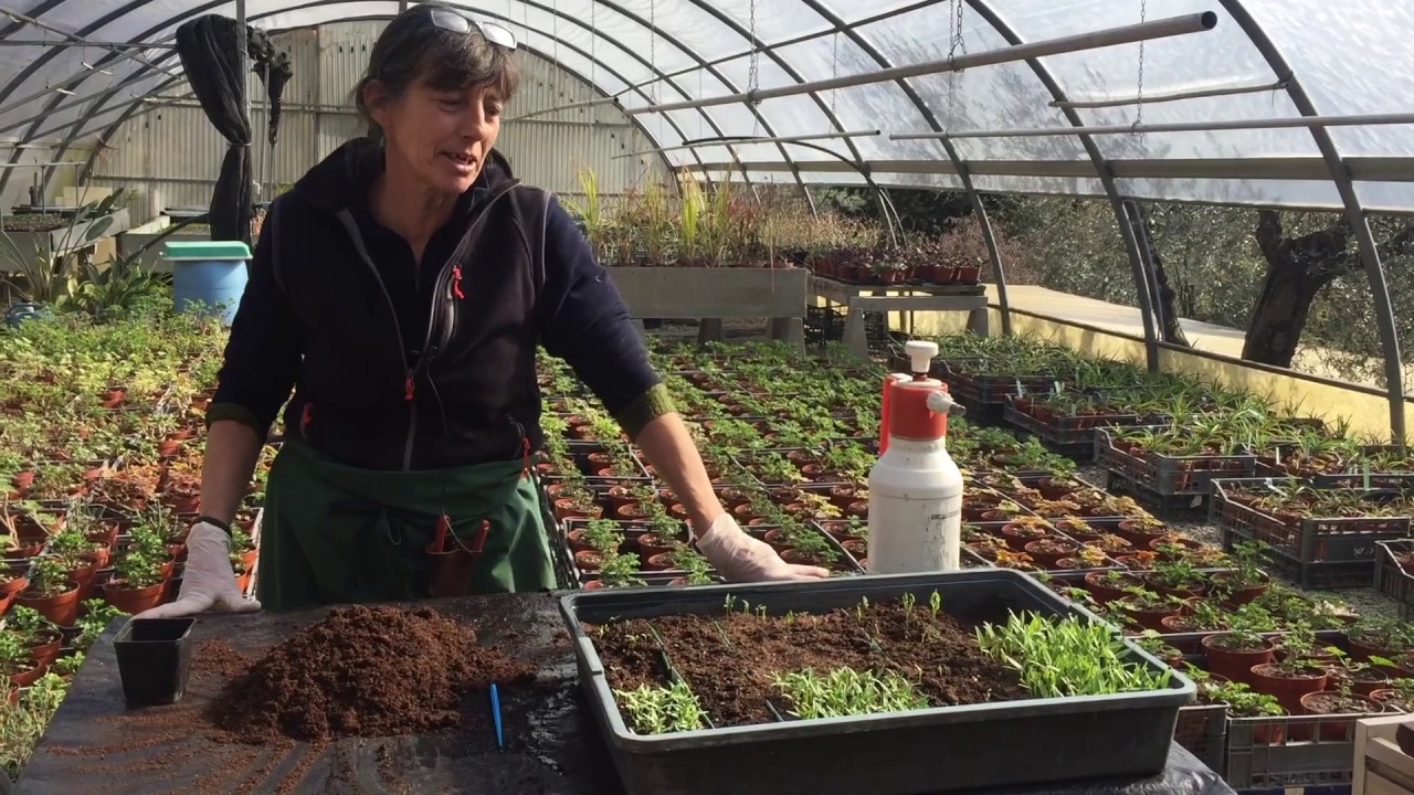 Semina e travaso del peperoncino biologico (VIDEO GUIDA)