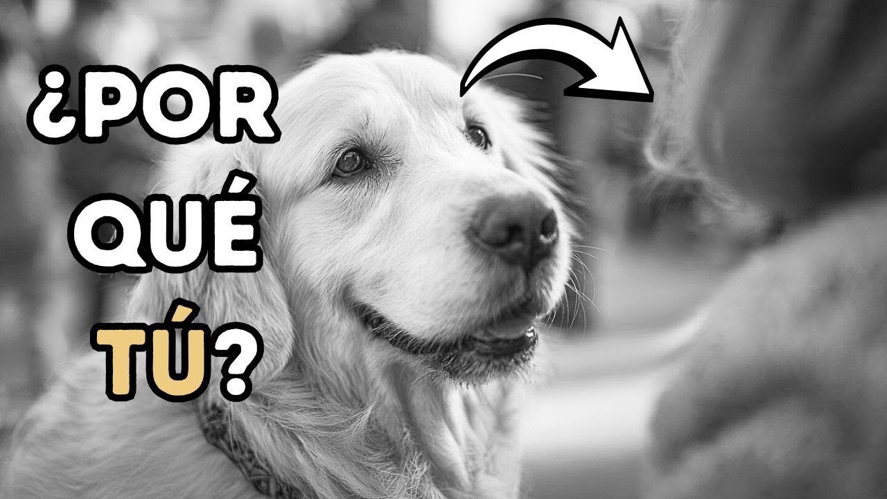 El Hilo Invisible: Cómo Los PERROS Deciden Quién Es Su PERSONA Favorita