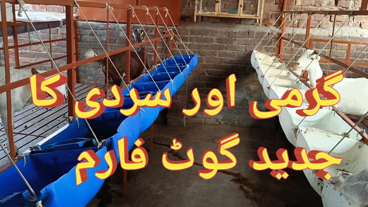 Best Rooftop Modern Goats Setup in Pakistan