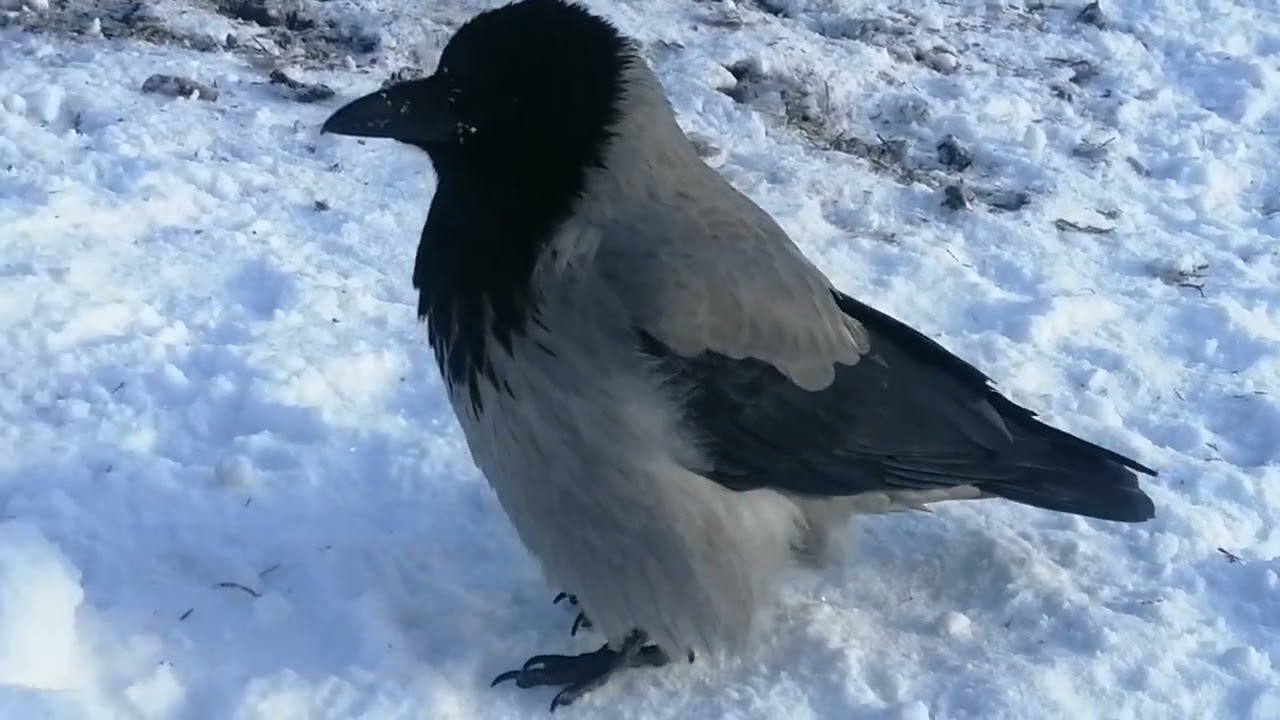 Crows need more food in winter. Bosya & her crew / Воронам зимой надо есть много. Бося и её команда