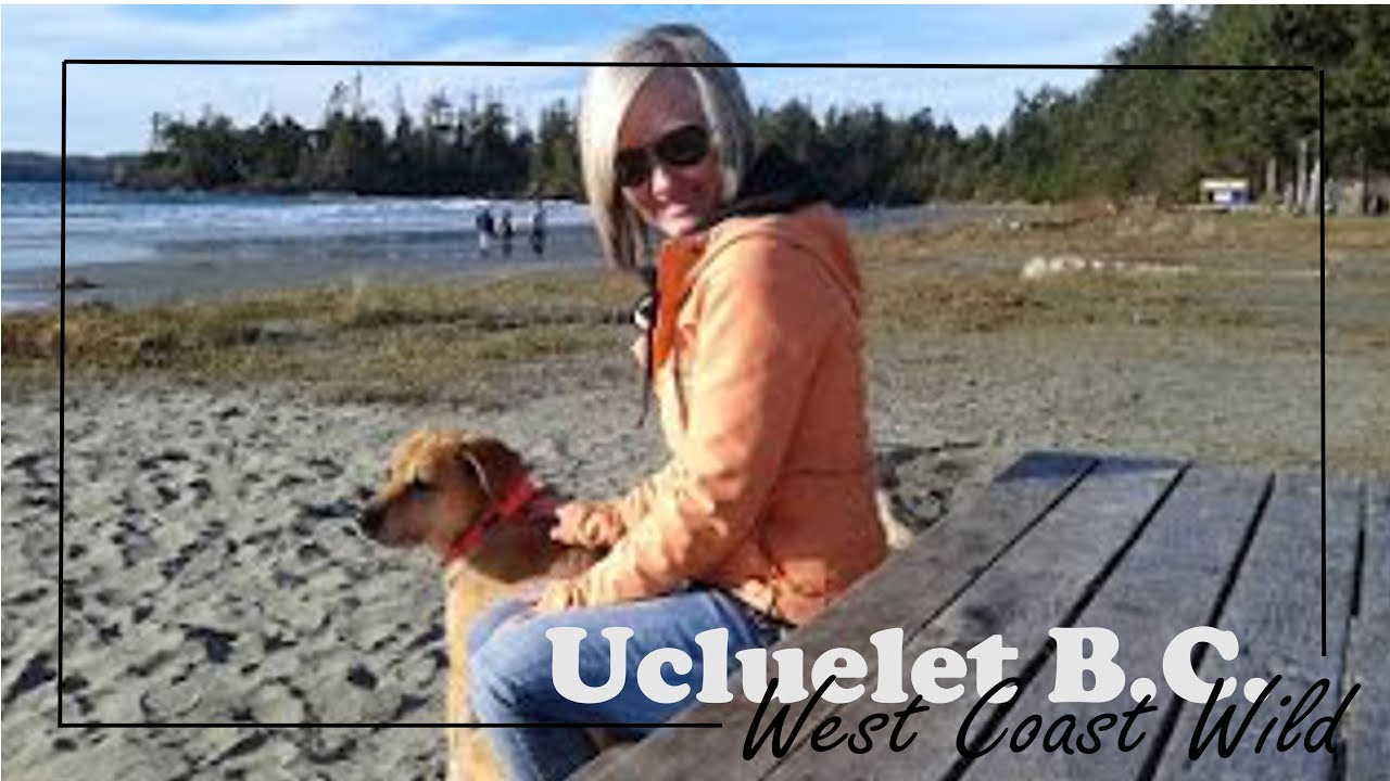 Sea lion Barking at Dog #sealions #dogbreed #dog #labrador #ucluelet