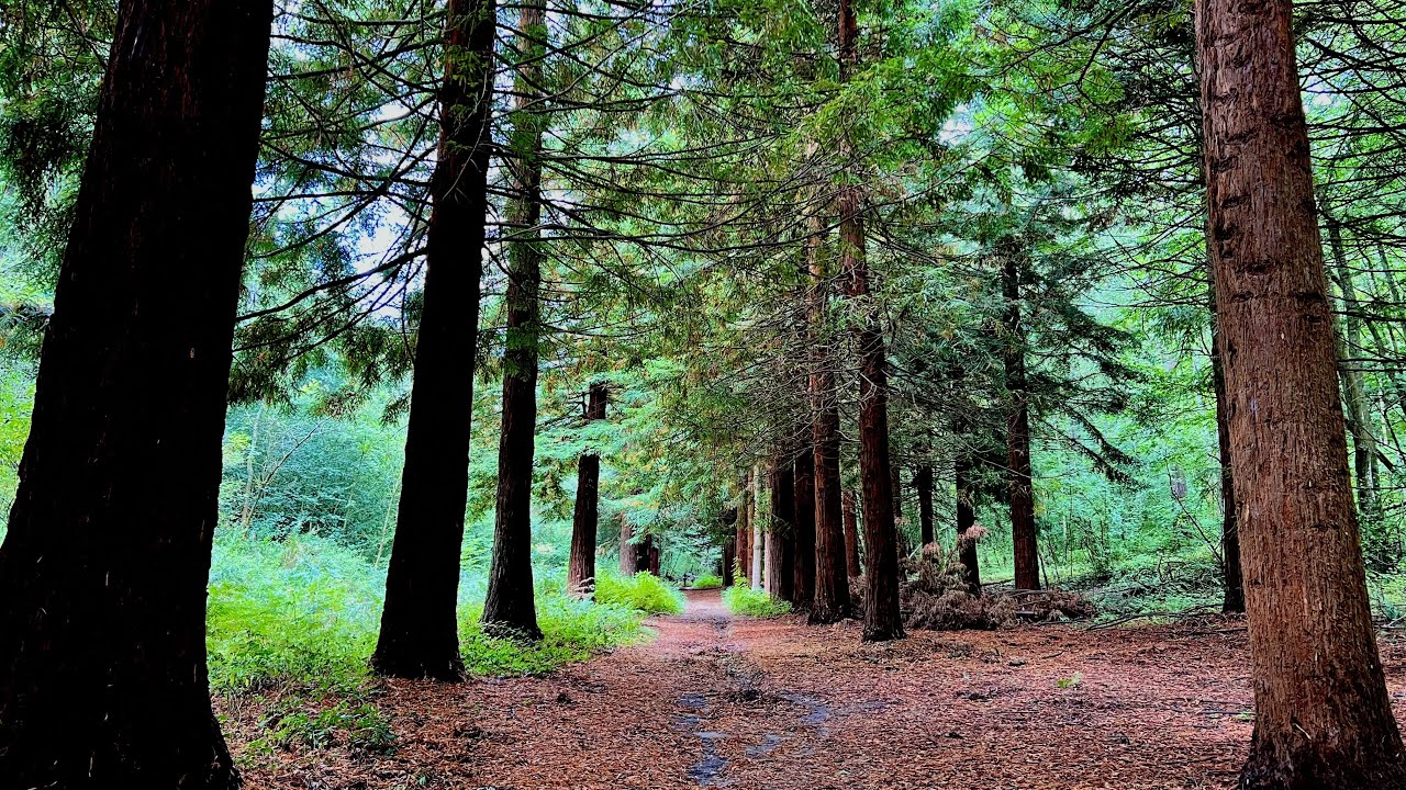 Walks in Kent. Mereworth Woods to West Peckham.