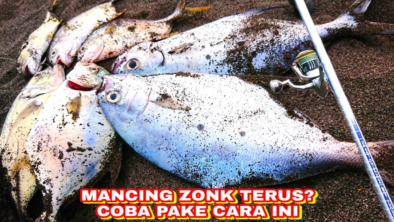 🔴ASIKNYA MANCING PASIRAN KALO SUDAH BERANGKAT PAGI PASTI STRIKE BANYAK IKAN