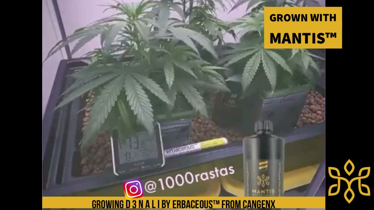 D 3 N A L I by erbaceous&trade; + MANTIS&trade; Buffered Nutrients From CanGenX