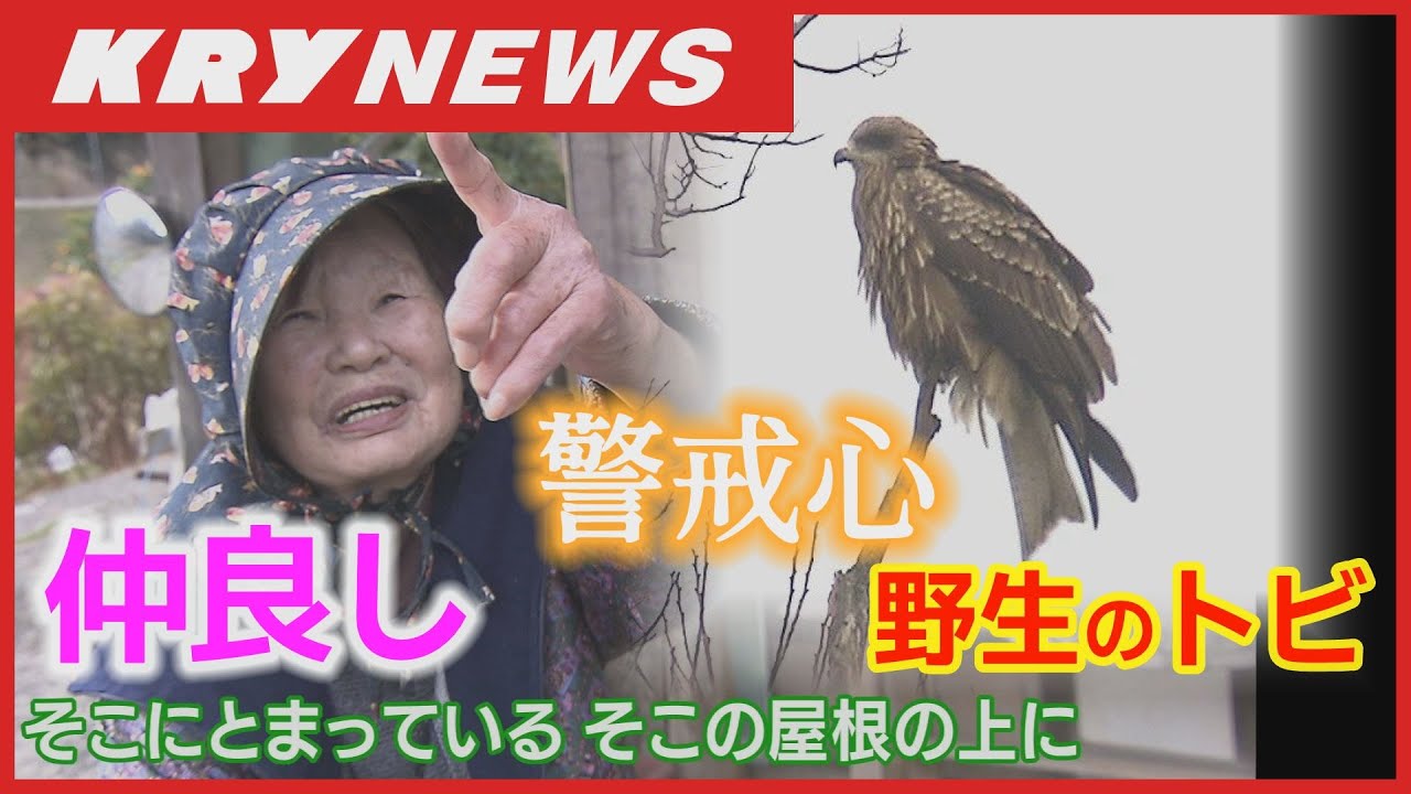 【野生のトビと仲良し】７年にもなる交流に密着・警戒心の強いトビ（鳶）と仲良しの山口県下関市豊北町の夫婦・日々の楽しみとリハビリを兼ねる