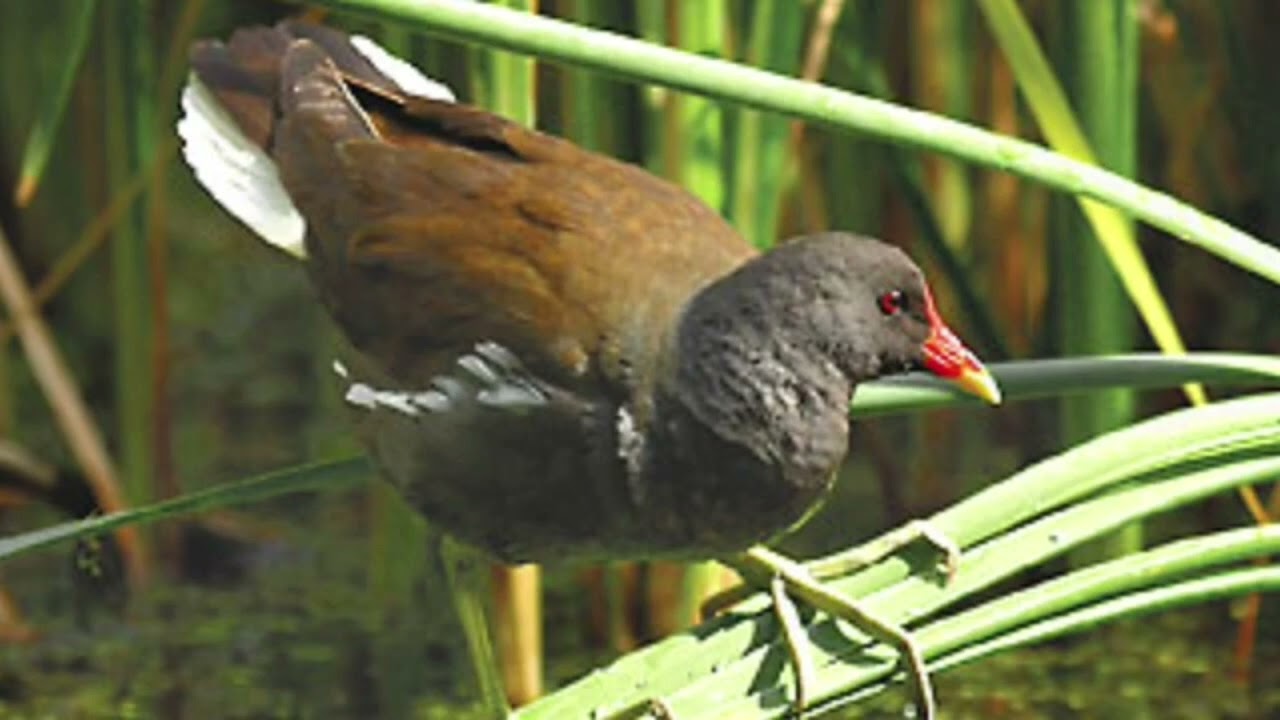 tiếng chim trích ré chuẩn tháng 8-12