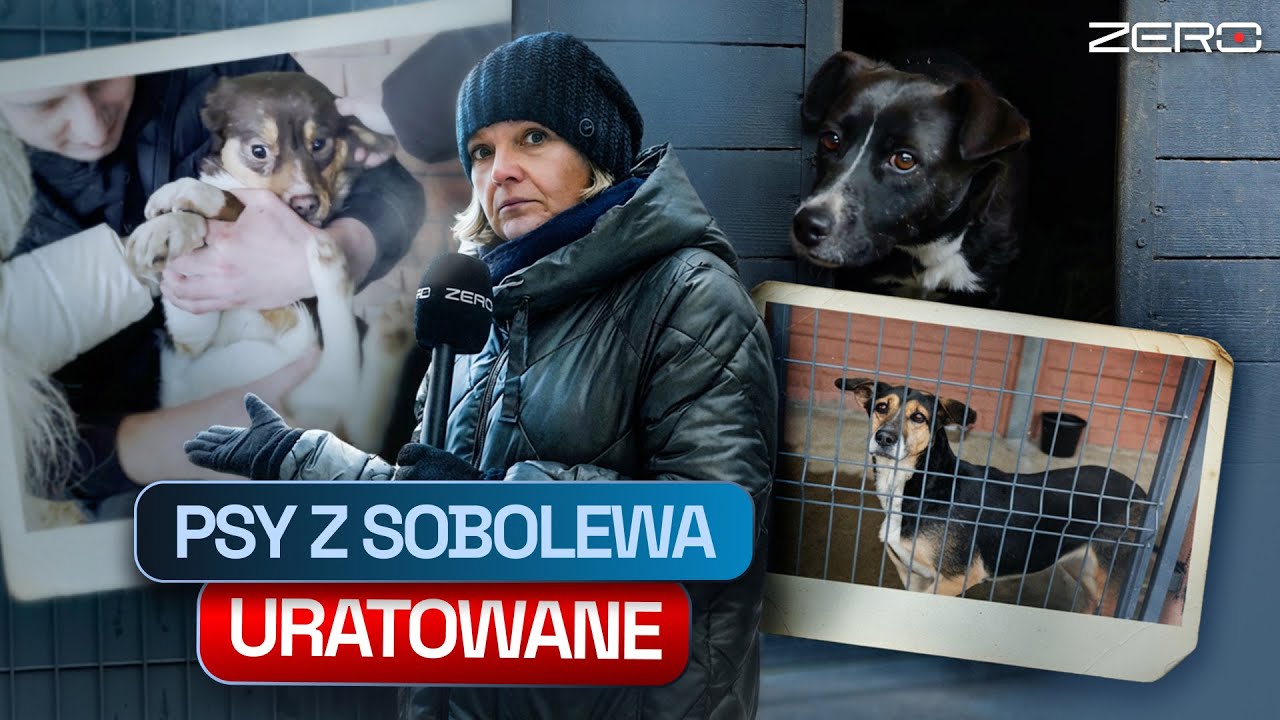 PSI LOS ZWIERZĄT Z SOBOLEWA, WÓJT MA ŻAL